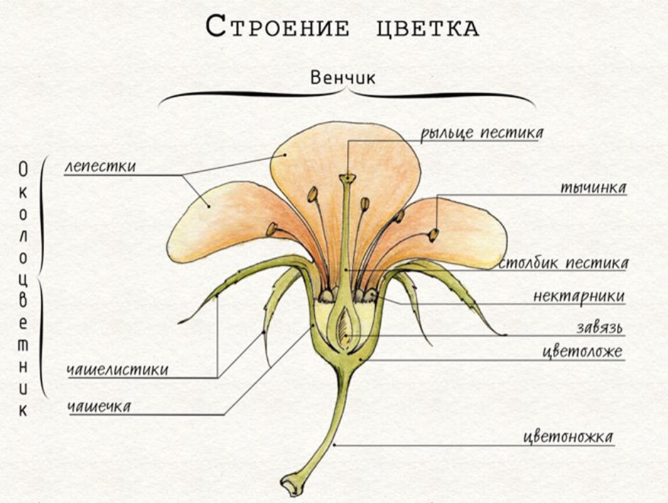 Классы и семейства цветковых растений