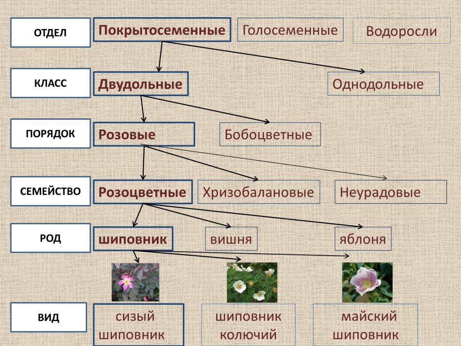 Семейство Лилейные диаграмма цветка