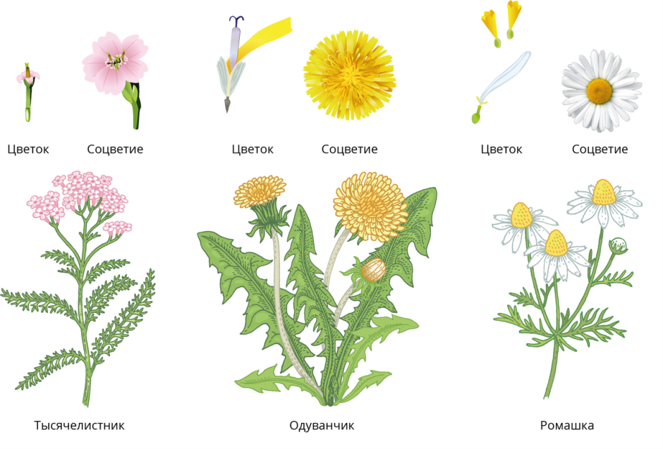 Отдел покрытосеменных (цветковых)растений