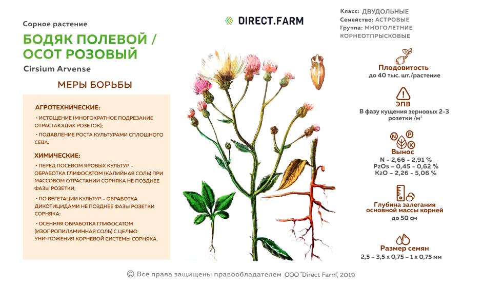 Органы покрытосеменного растения вегетативные и генеративные схема