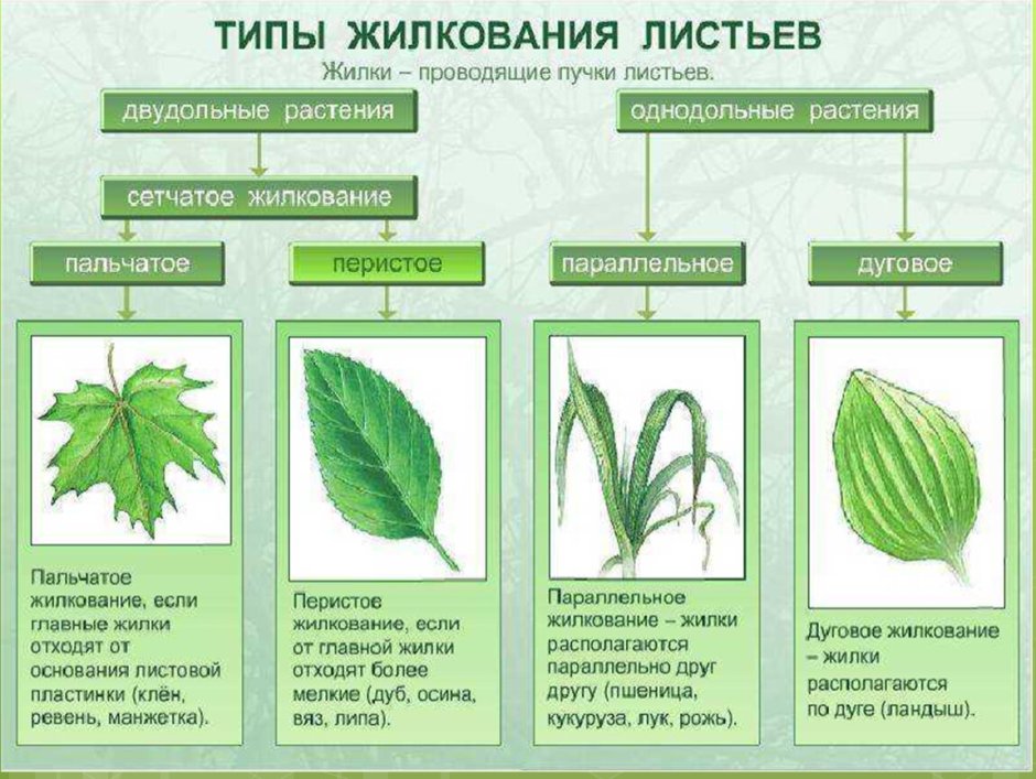 Органы растения вегетативные и генеративные схема