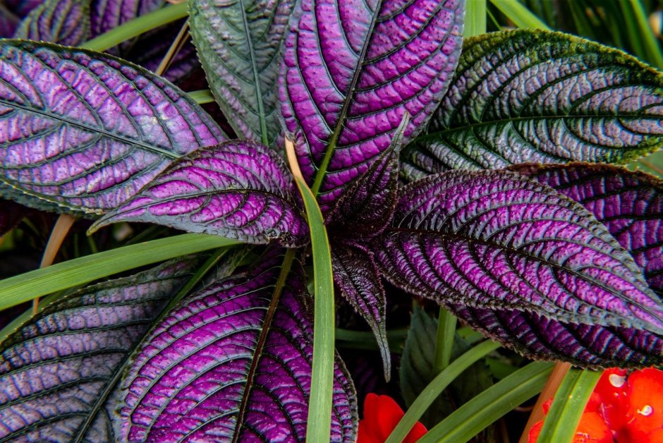 Фиолетовое растение комнатное