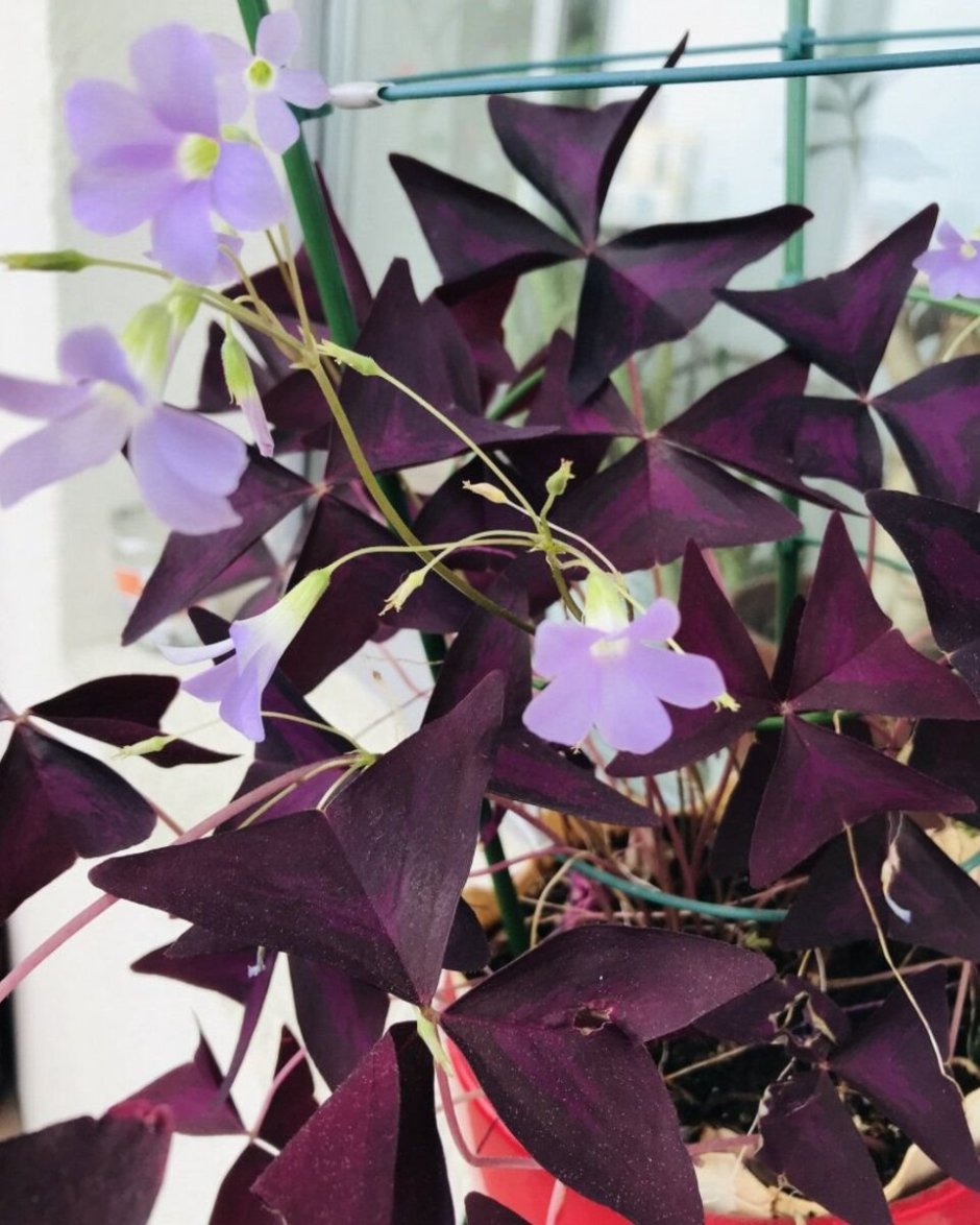 Кислица с фиолетовыми листьями