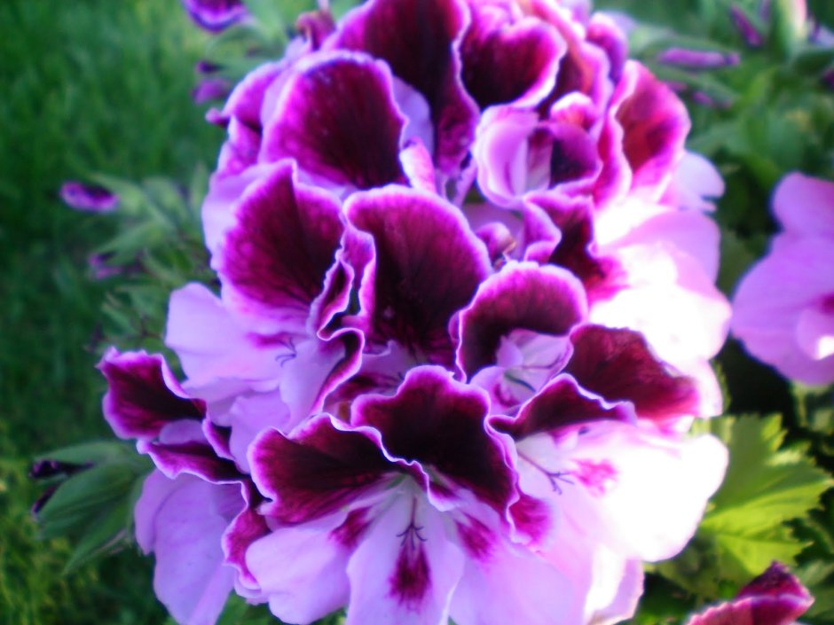 Цветок Королевская пеларгония