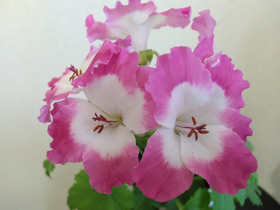 Пеларгония Pac Candy Flowers bicolor