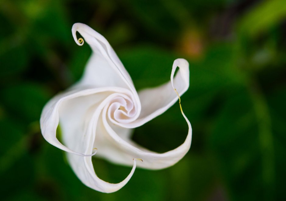 Необычные белые цветы