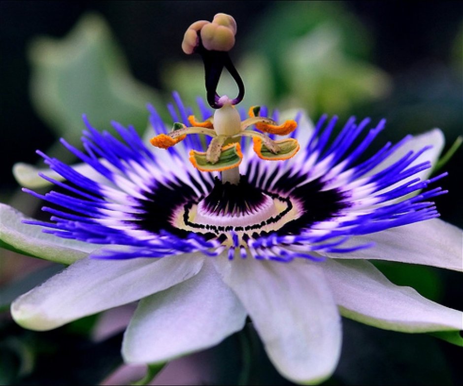 Цветок Дикая пассифлора голубая