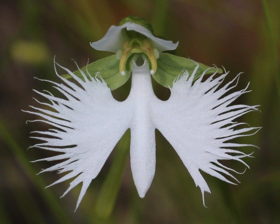 Хабенария Радиата цветок