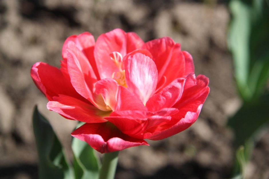 Тюльпан махровый ранний абба