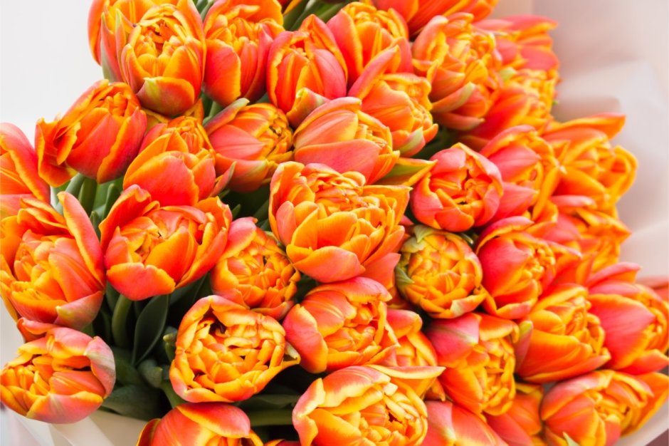 Пионообразные тюльпаны