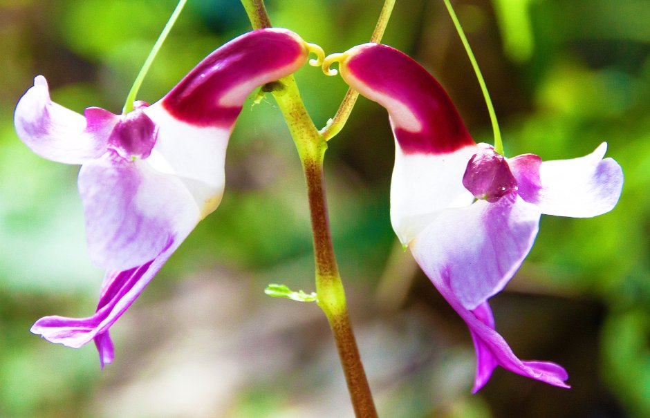 Орхидея Impatiens psittacina