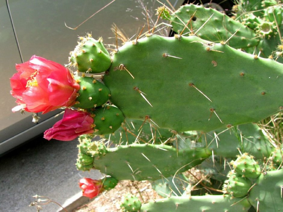 Опунция Бергера (Opuntia bergeriana)