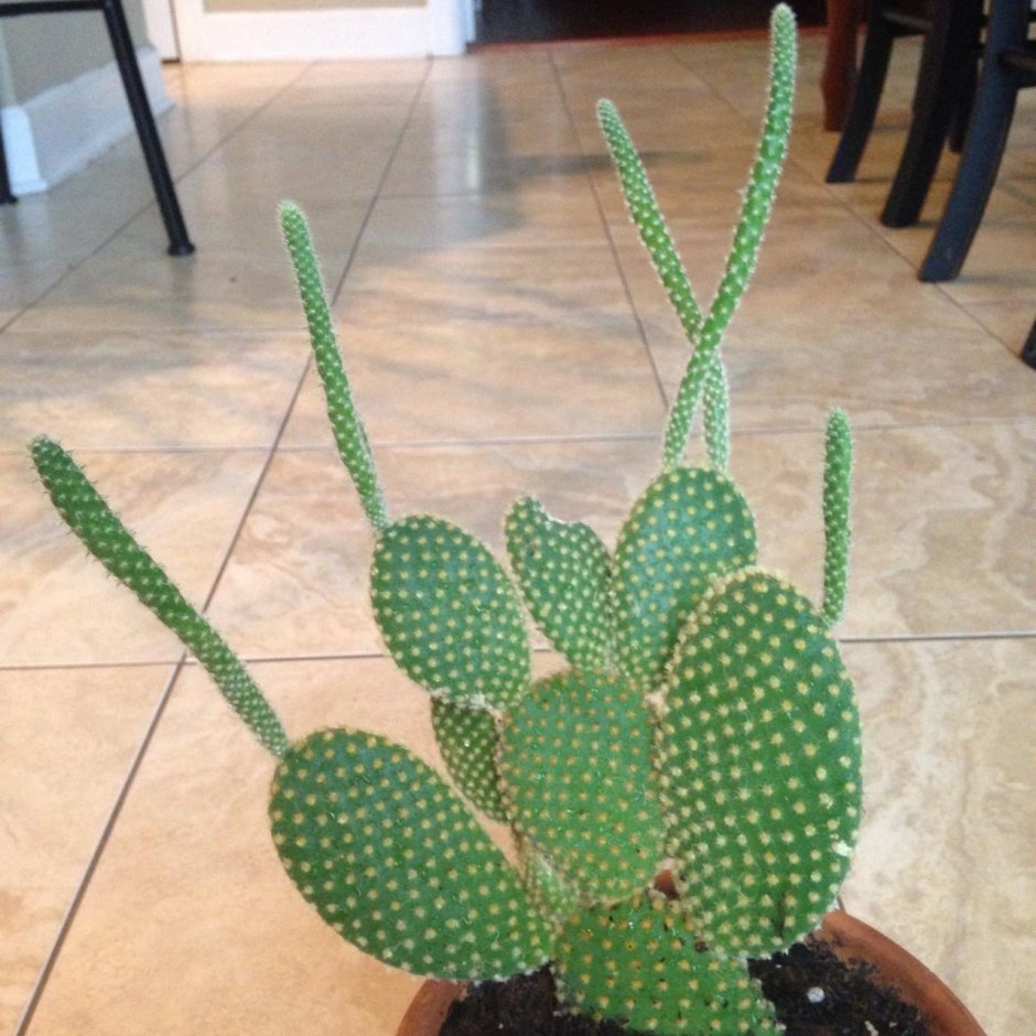 Bunny Ear Cactus