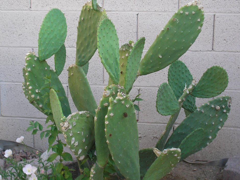 Opuntia matudae