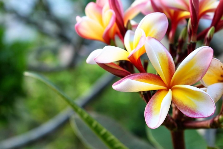 Цветок в Тайланде похожий на магнолию