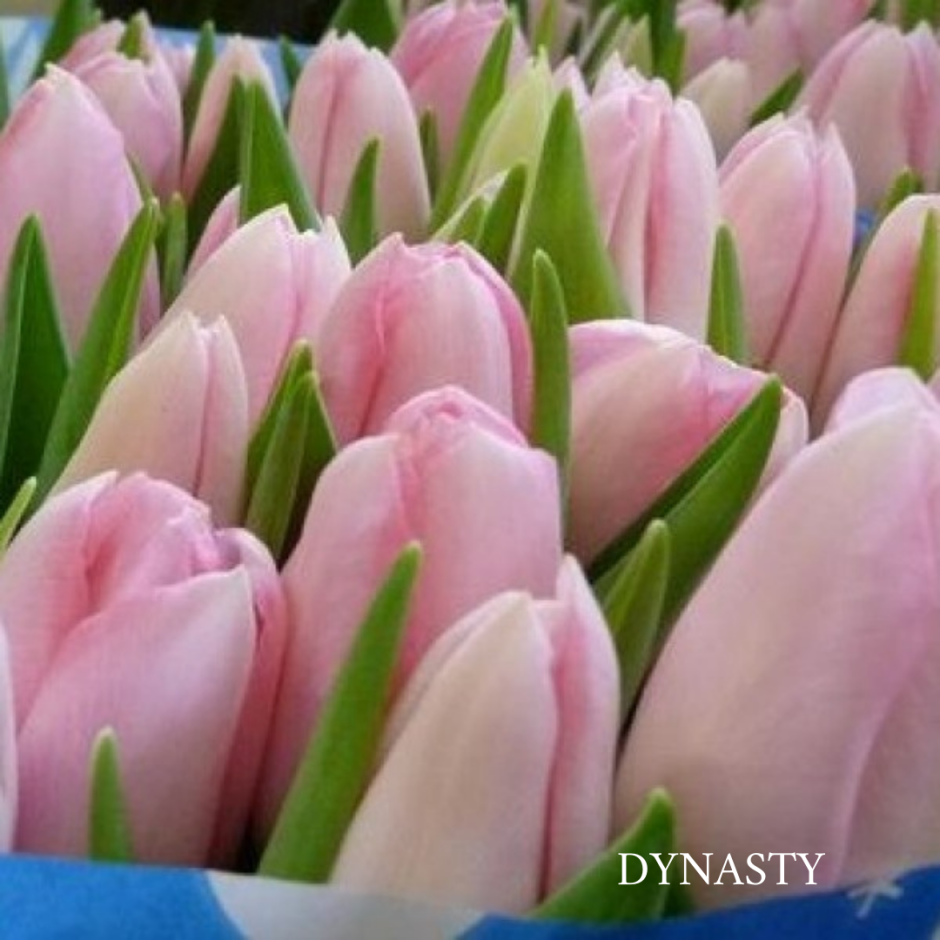 Тюльпан Dynasty