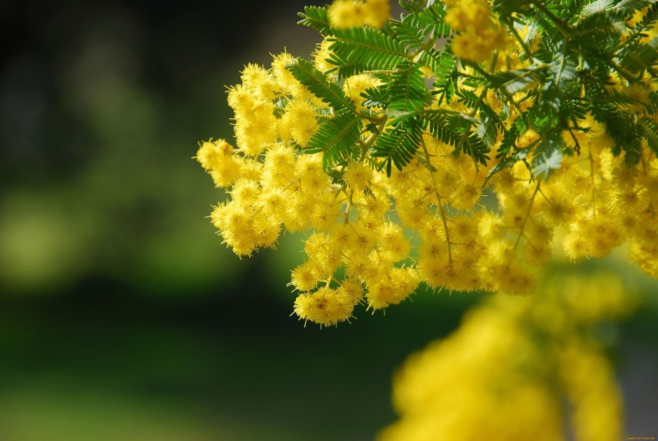 Цветы на 8 марта желтые Мимоза