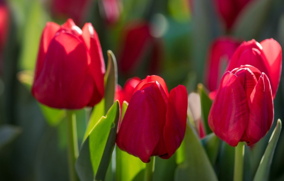Разноцветные тюльпаны фото