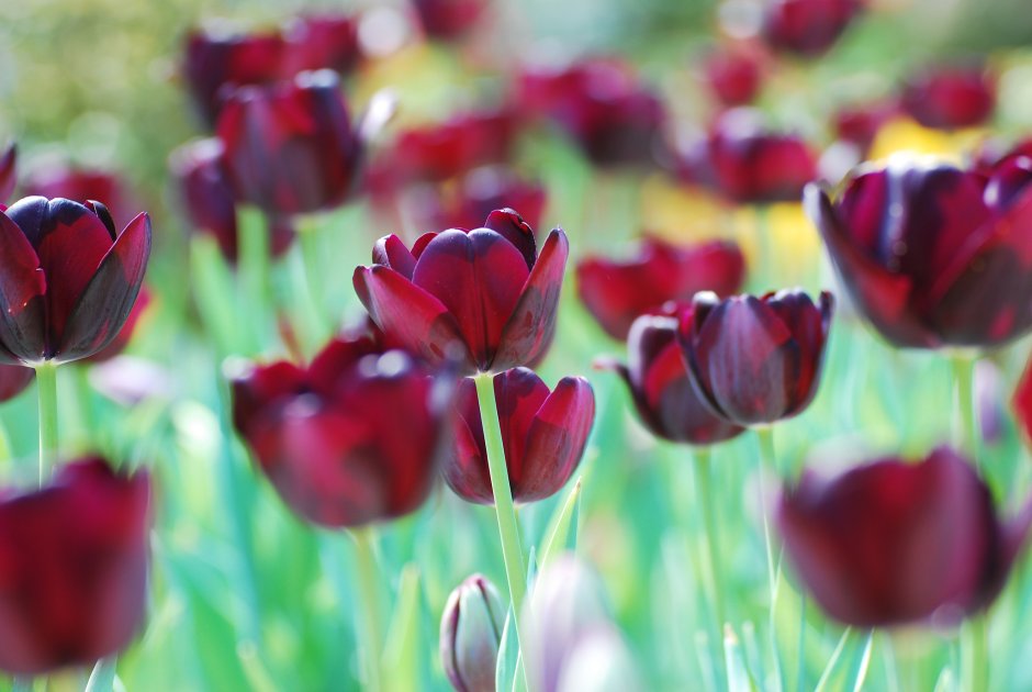 Тюльпан многоцветковый Флеминг клаб