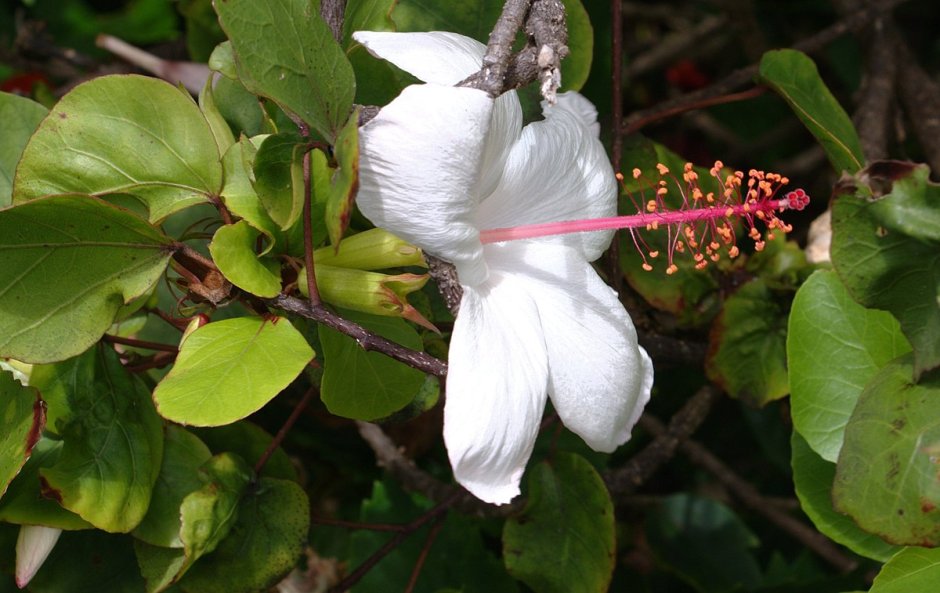 Гибискус Арнотти незапятнанный (Hibiscus arnottianus)
