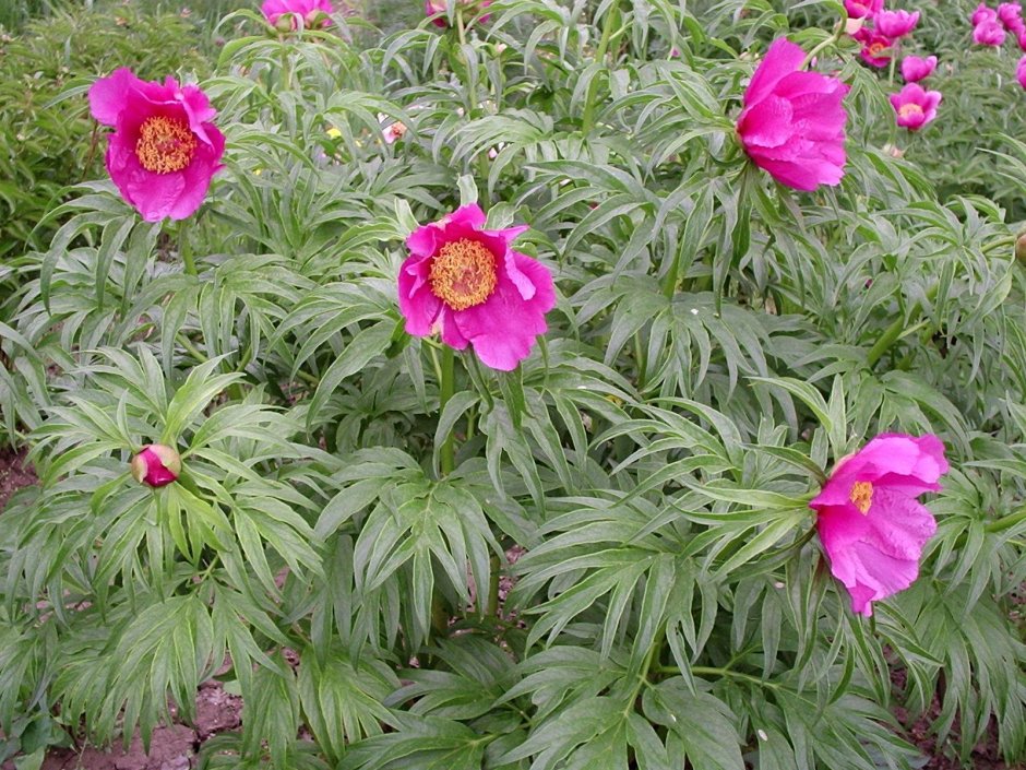 Пион уклоняющийся (Paeonia anomala)