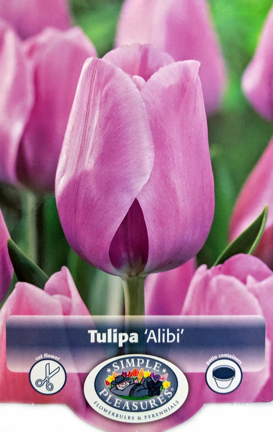 Алиби тюльпан Триумф