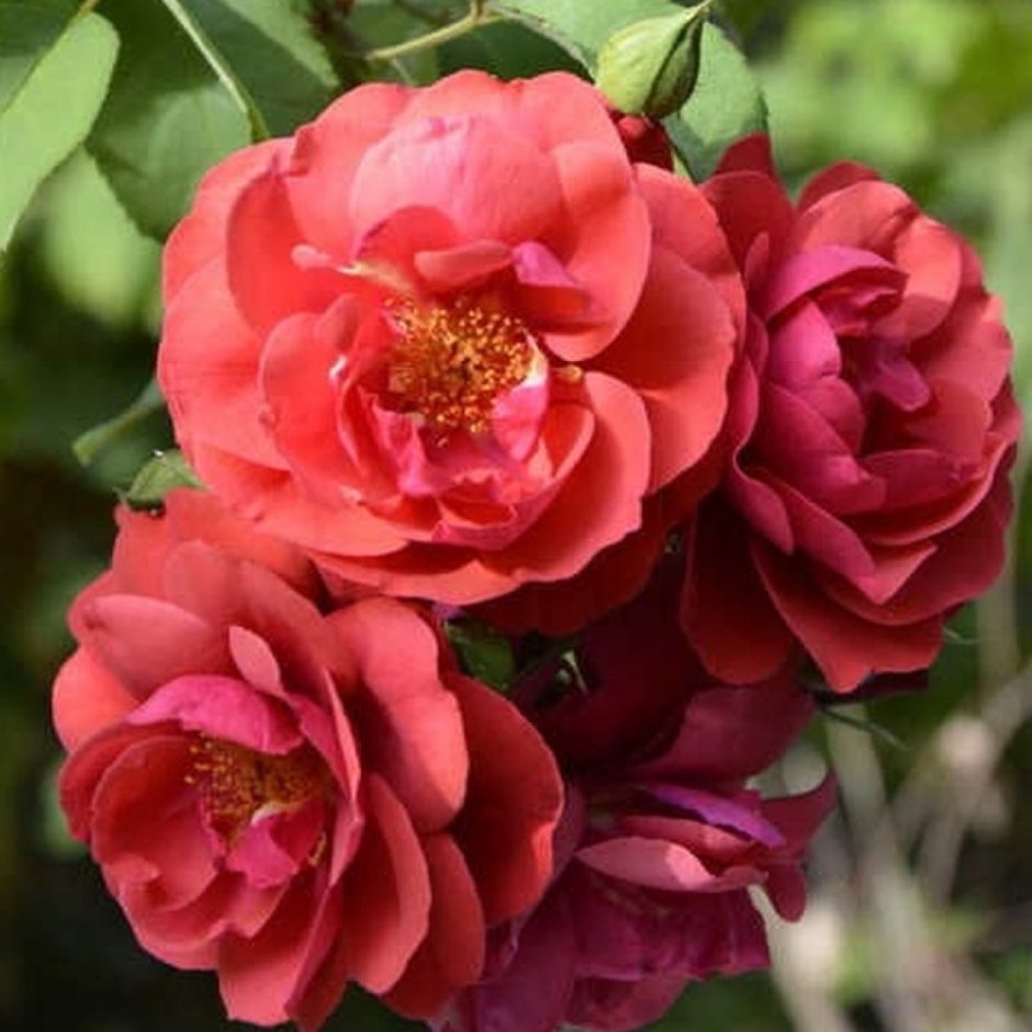 Розы Петалес де Розес