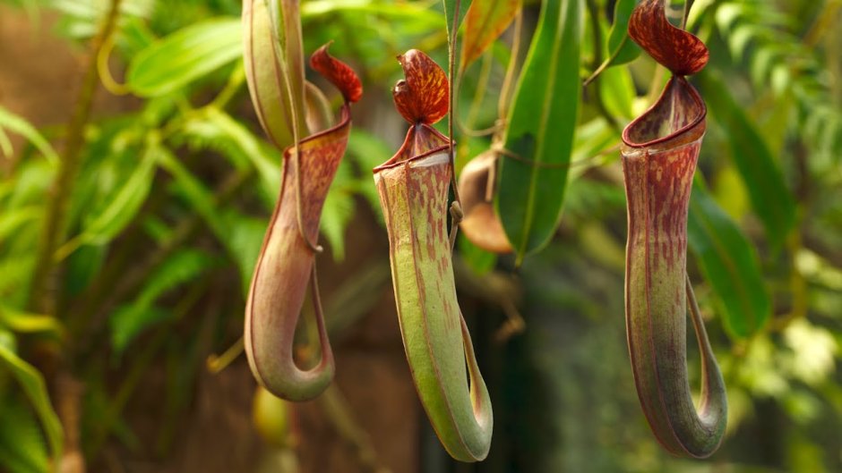 Растение хищник непентес Раджа
