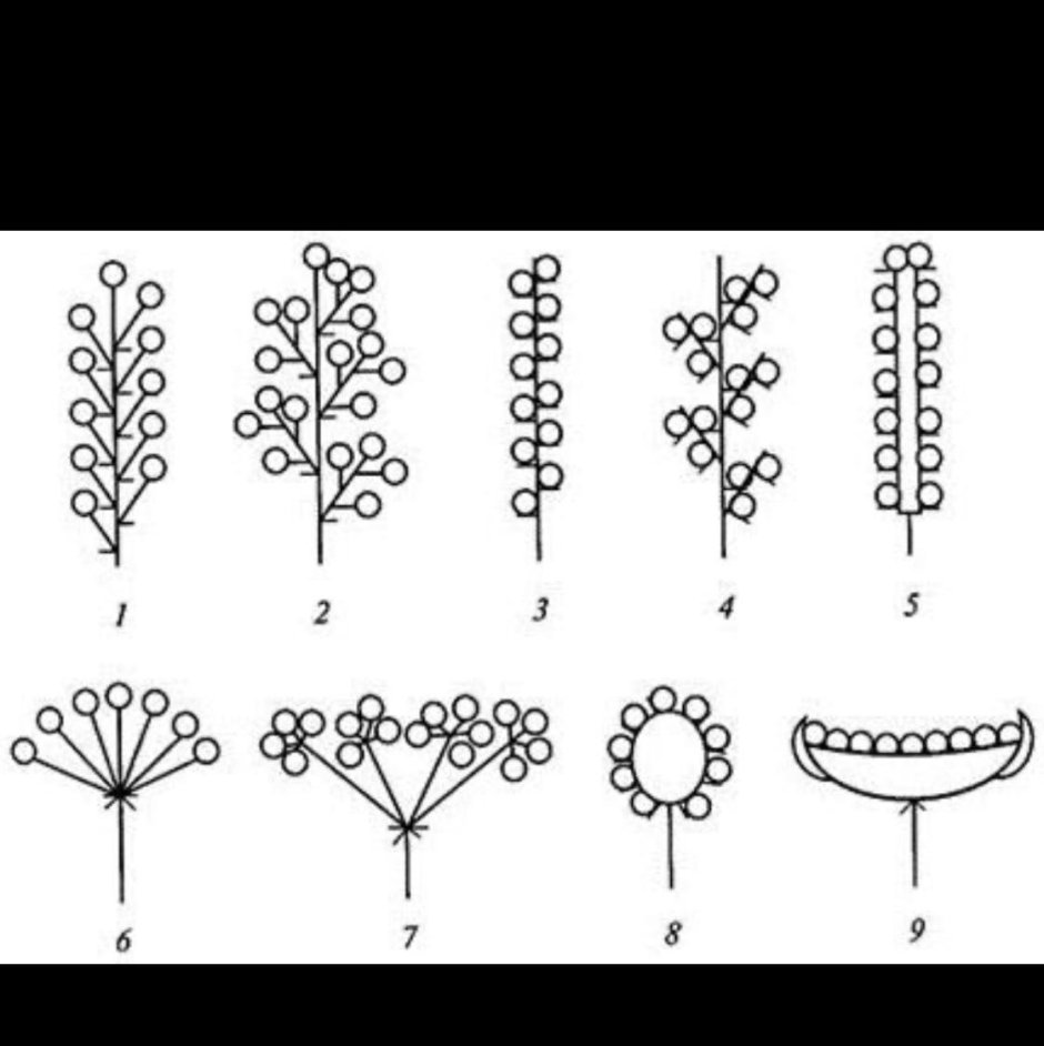 Схема соцветия растения биология 6 класс