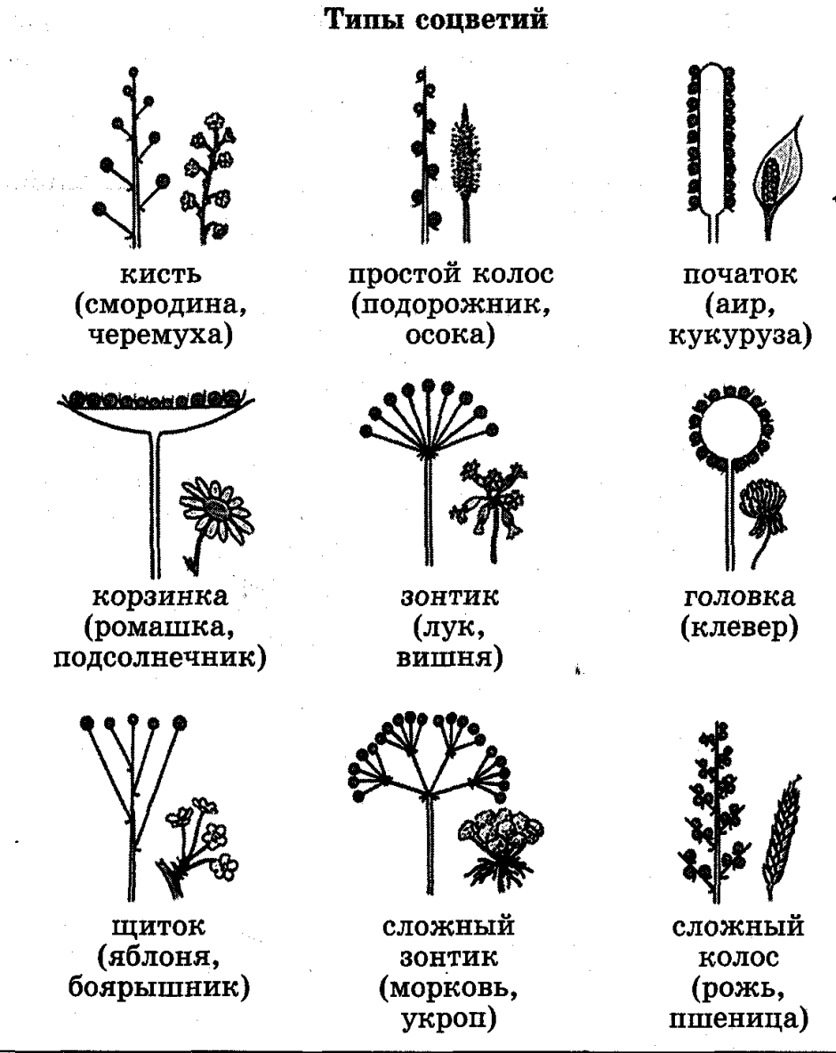 Схема классификации соцветий цветковых растений. Схемы типов соцветий покрытосеменных растений. Типы соцветий у покрытосеменных растений. Соцветие кистевидная корзинка.