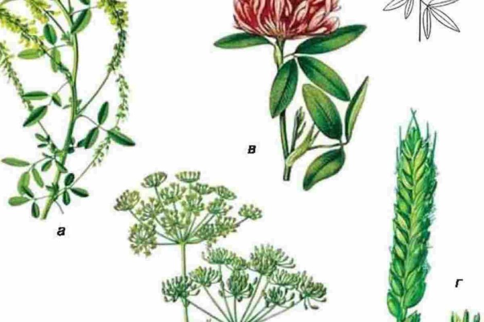 Схема классификации соцветий цветковых растений