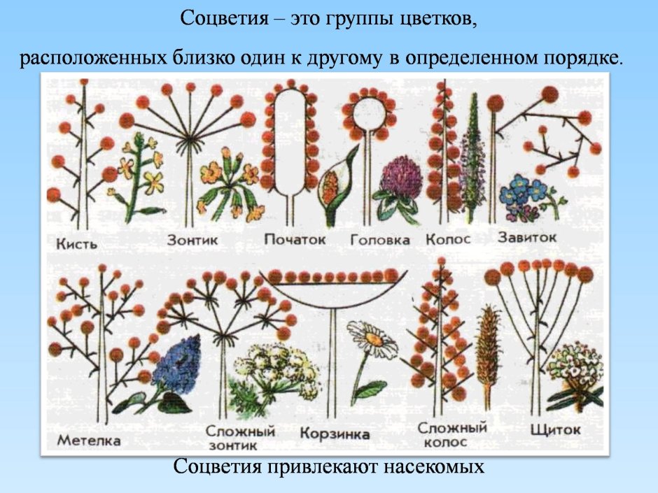 Соцветия покрытосеменных растений