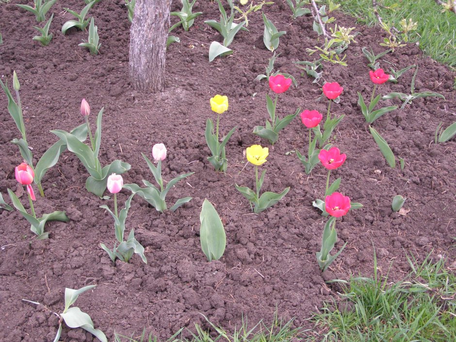 Тюльпаны на грядке
