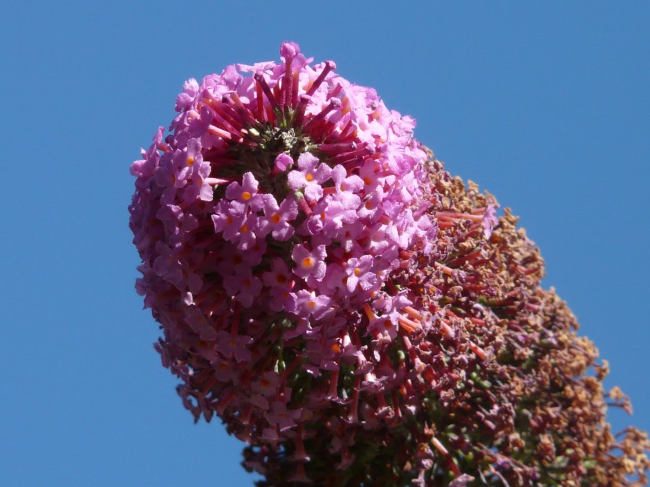 Тип соцветия клевера Лугового