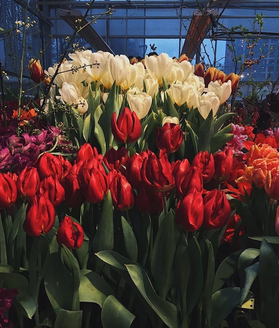 Ботанический сад МГУ Аптекарский выставка тюльпанов