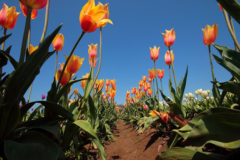Выставка тюльпанов в Ботаническом саду