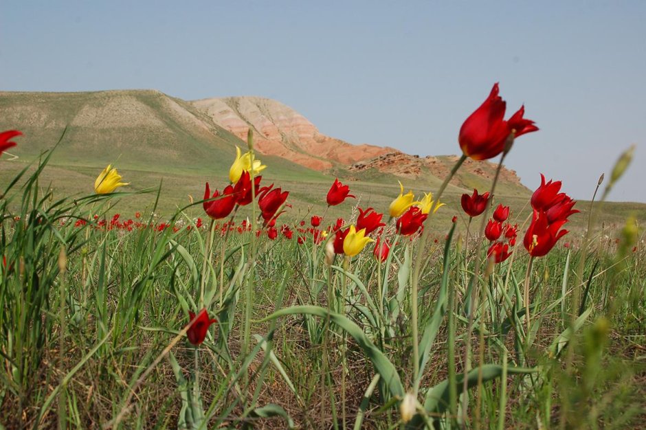 Тюльпаны в Богдинско - Баскунчакском заповеднике