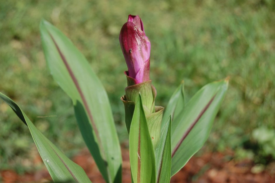 Turmeric цвет