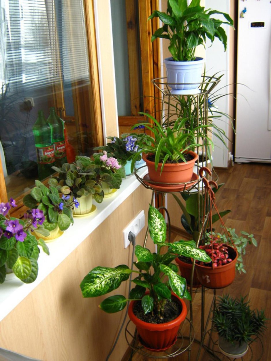 Цветущие комнатные растения на балконе