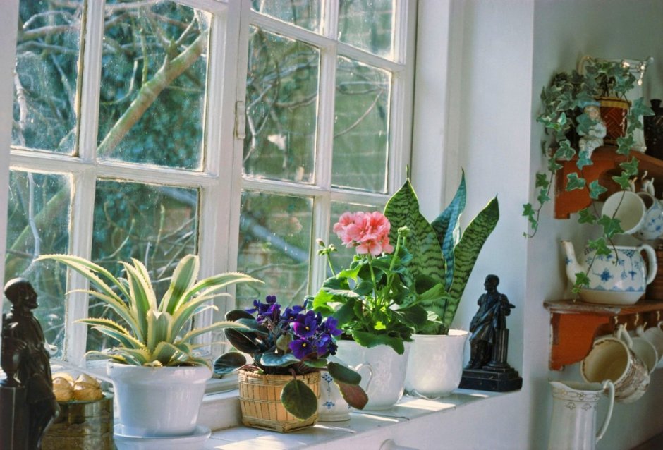 Комнатные растения для солнечной стороны