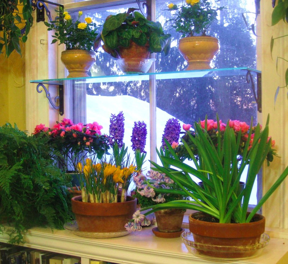 Комнатные цветы на окне
