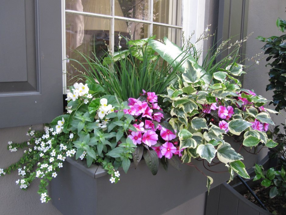 Happy houseplants: 30 Lovely varieties to brighten up your Home