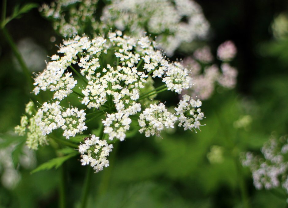 Зонтичные (Apiaceae)