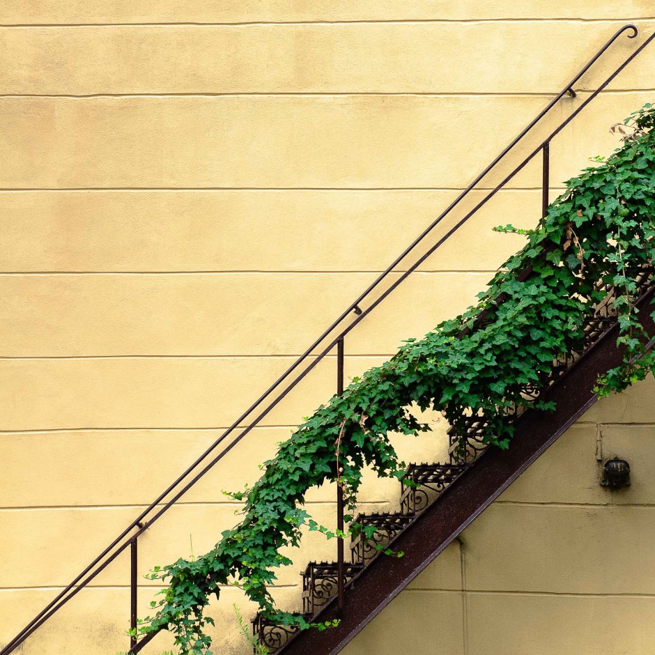 Озеленение лестницы в частном доме
