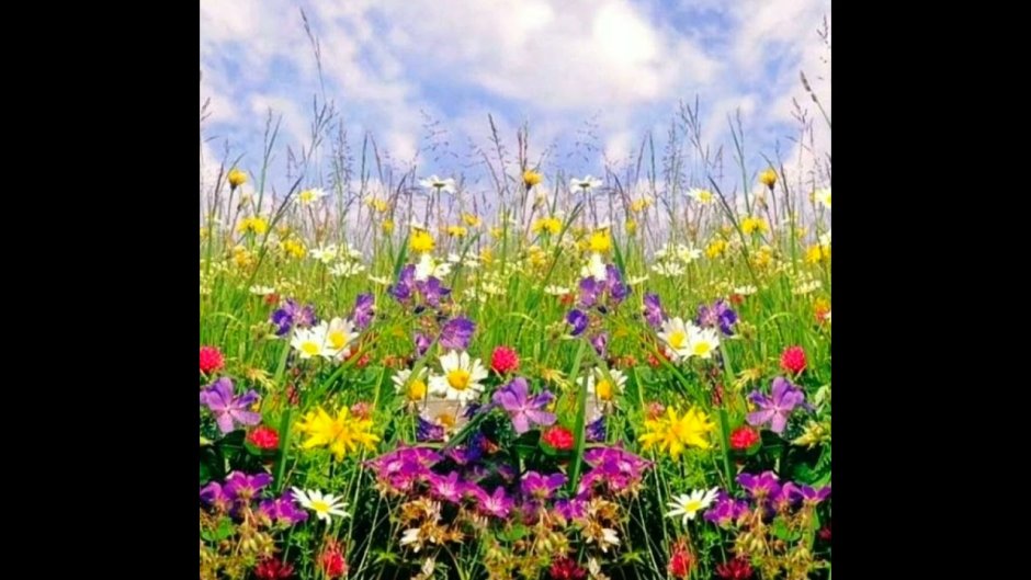 Летние полевые цветы