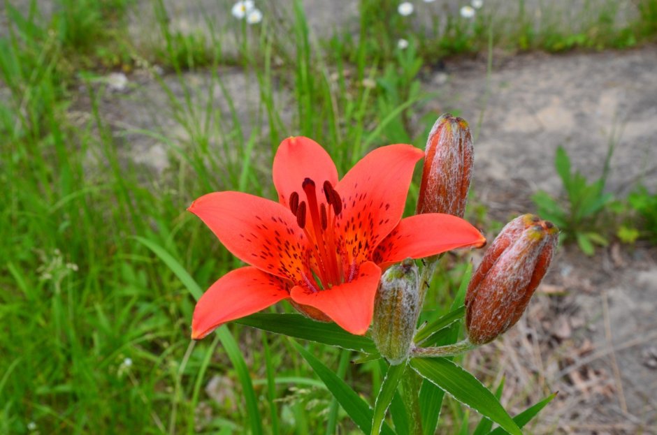 Лилия саранка оранжевая