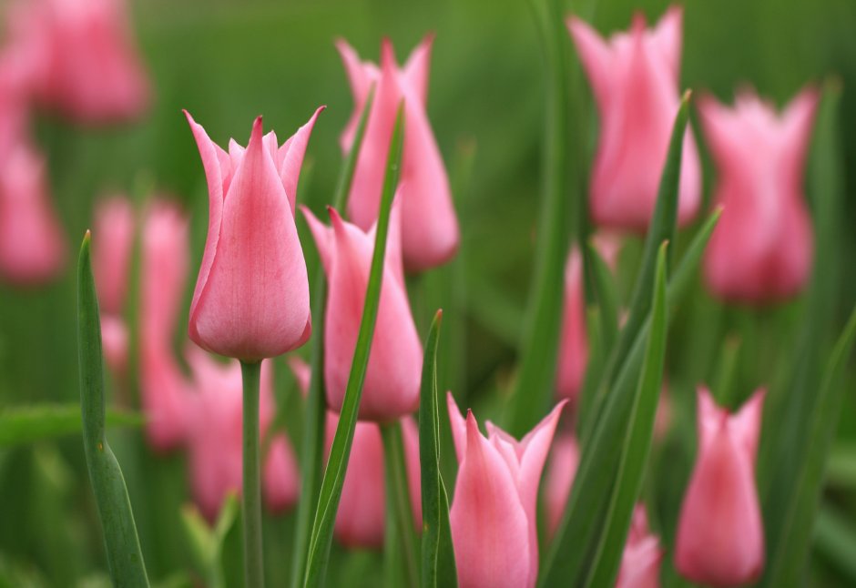 Бутон розового тюльпана