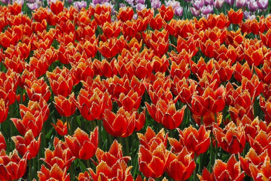 Королевский парк тюльпанов кёкенхоф