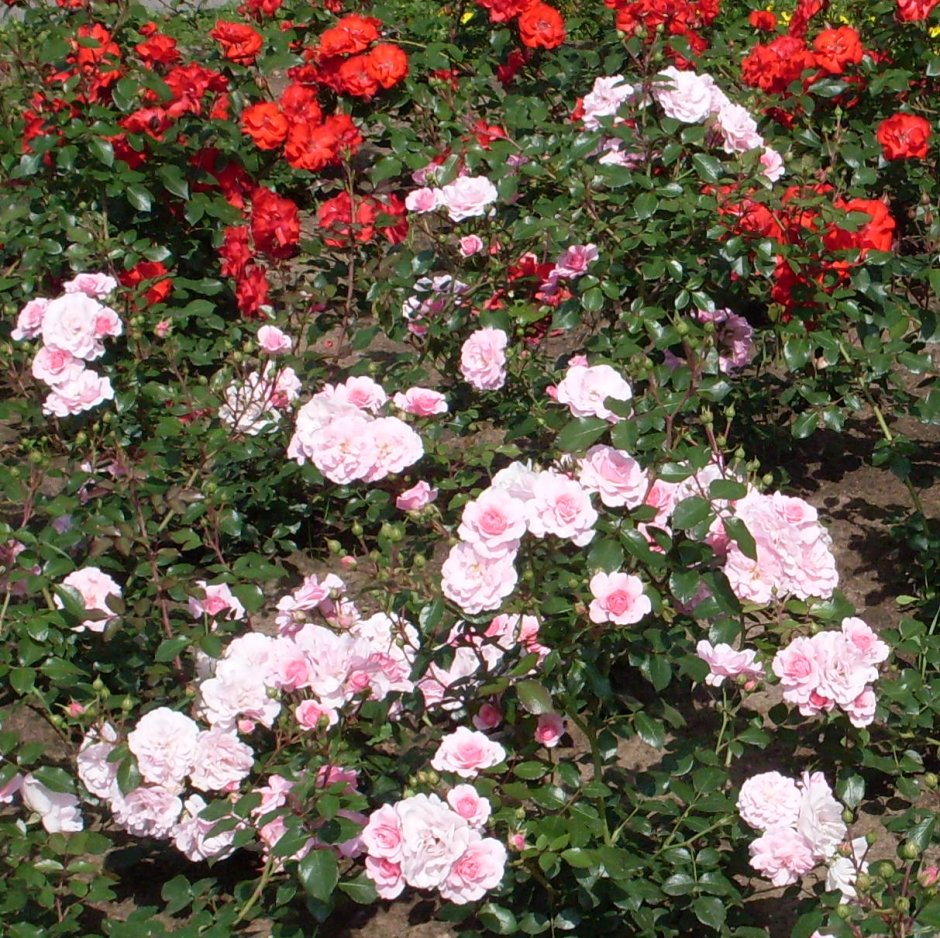 Парковые мелкоцветковые розы