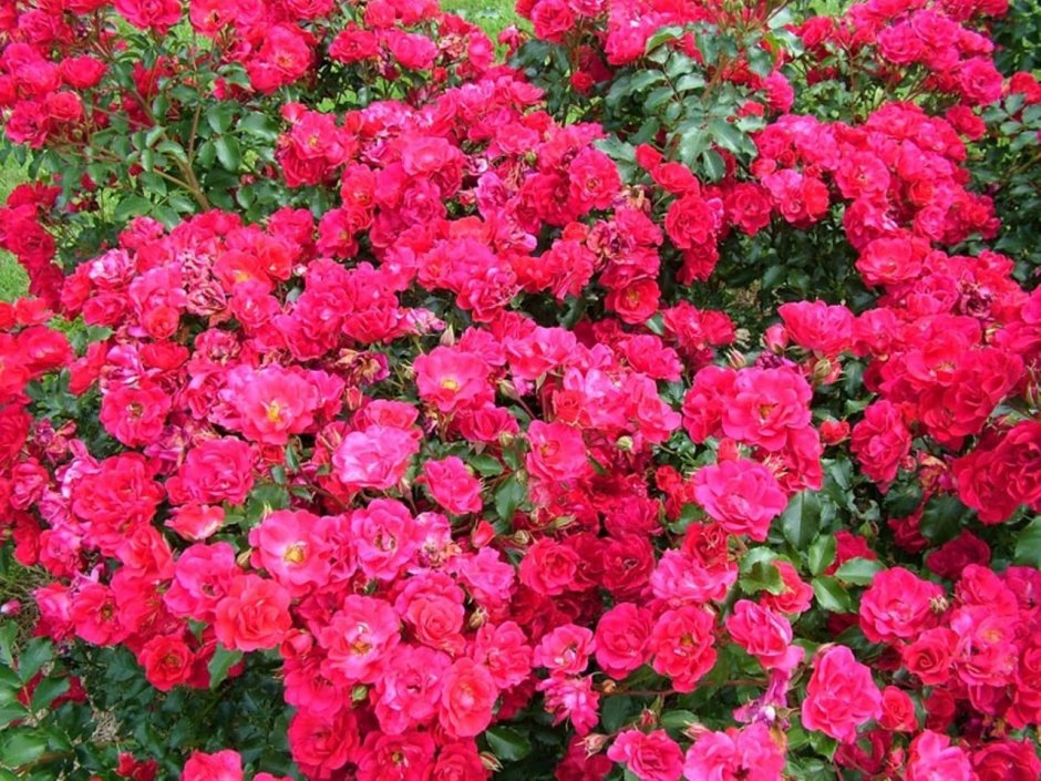 Роза Парковая мелкоцветковая розовая